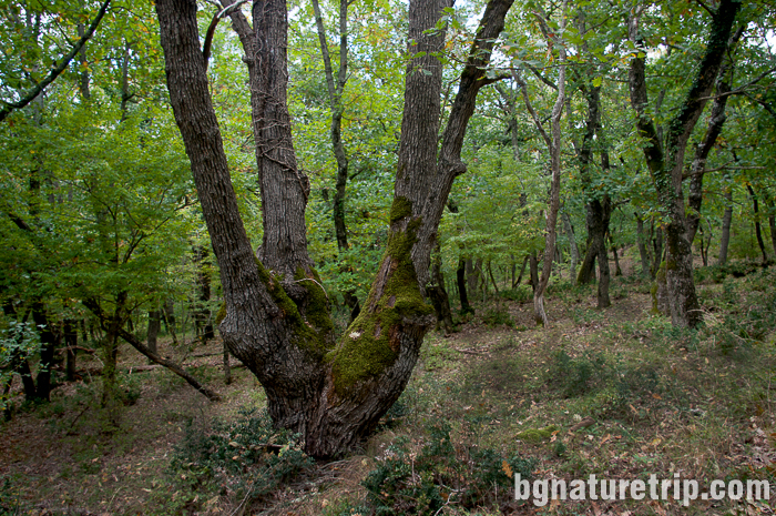 Изглед встрани към гъстата широколистна гора на резерват Ропотамо