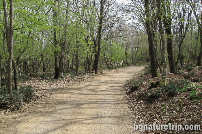 Черният път минаващ през гората - подходящ както за автомобил, така и за пешеходна разходка