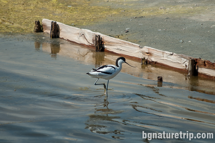Саблеклюн при Поморийско езеро - птици