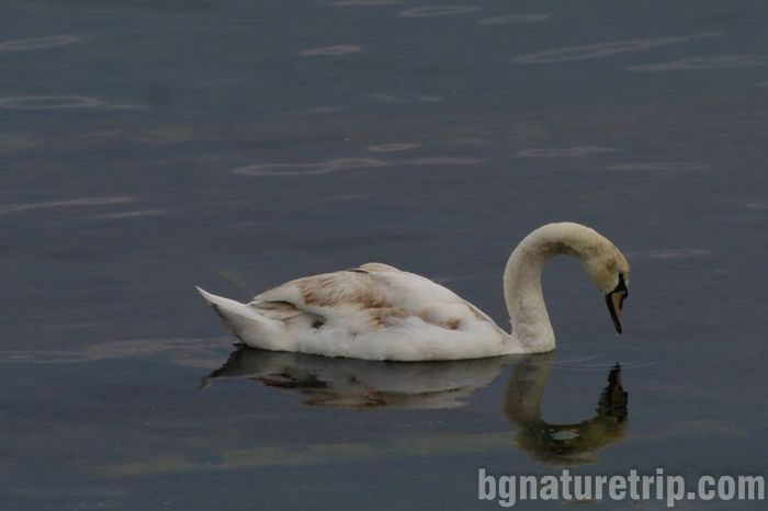 лебед-Поморие-езеро-поморийско-лебед-птици-център-посетителски-наблюдение