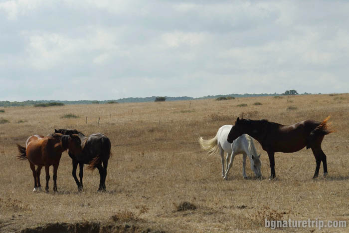 Пасящ добитък по пътеката между Ахтопол и Синеморец