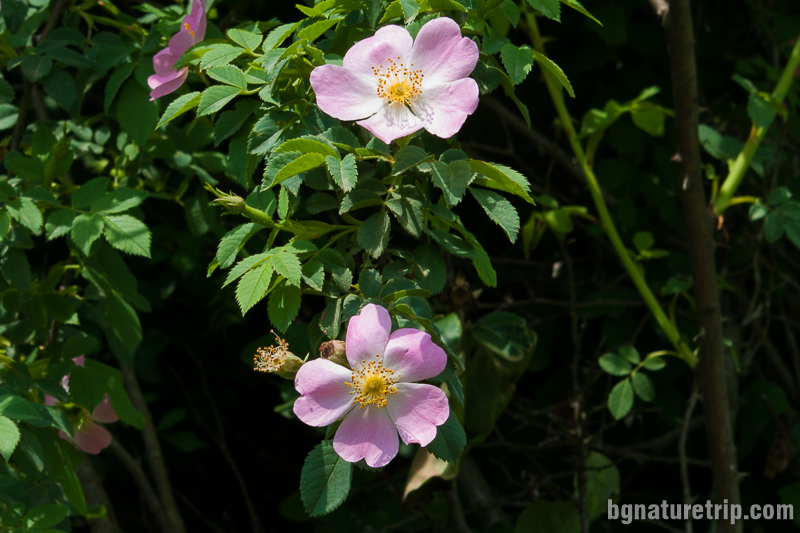 Дива роза (Rosa Blanda) край Кости