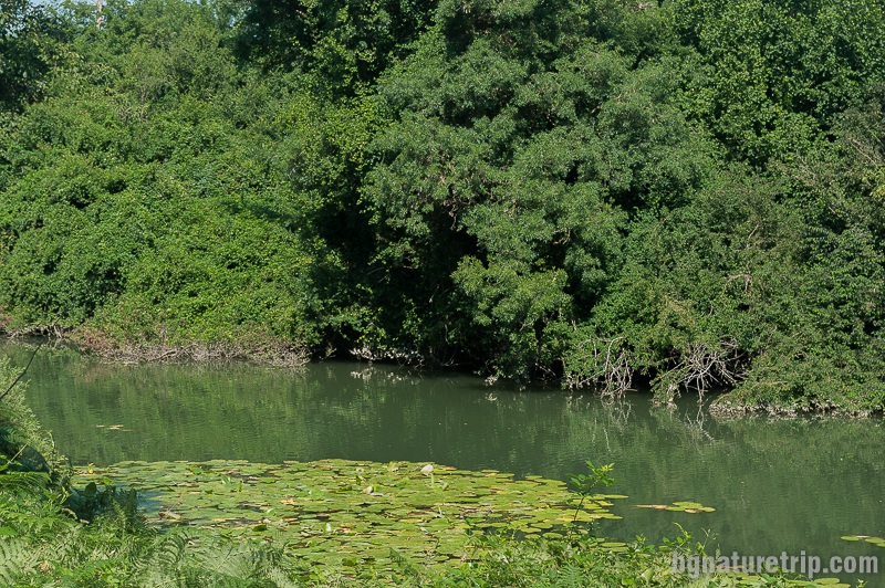 Изглед към река Велека и водните лилии близо до Царското кладенче