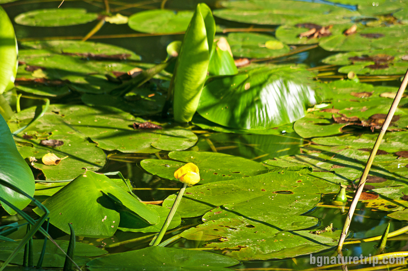 Жълта водна лилия ( Nuphar lutea ) заснета край бреговете на река Велека