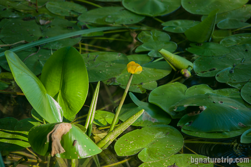 Жълта водна лилия бърдуче (Нuphar- lutea)