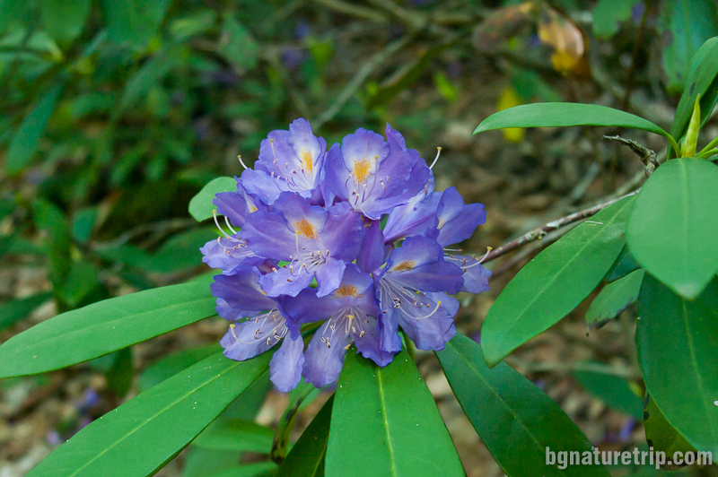 Странджанска зеленика ( Rhododendron ponticum) - Кондолово