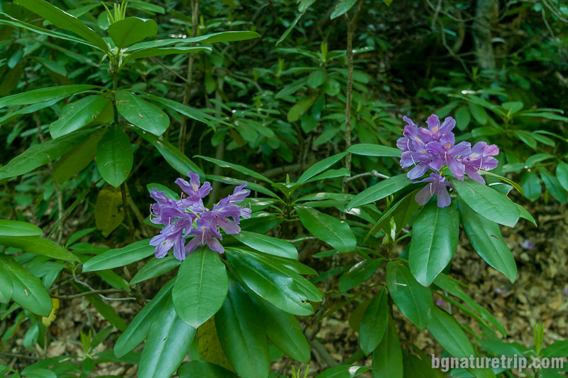 Още екземпляри на Странджанска зеленика ( Rhododendron ponticum)