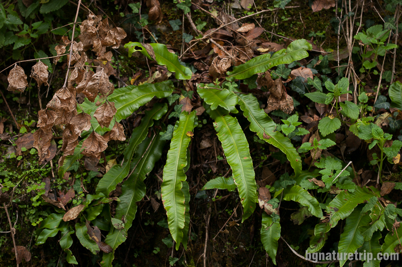 Волски език - Phyllitis scolopendrium по отвесните скали край отбивката за Индипасха. Забранен за събиране вид!