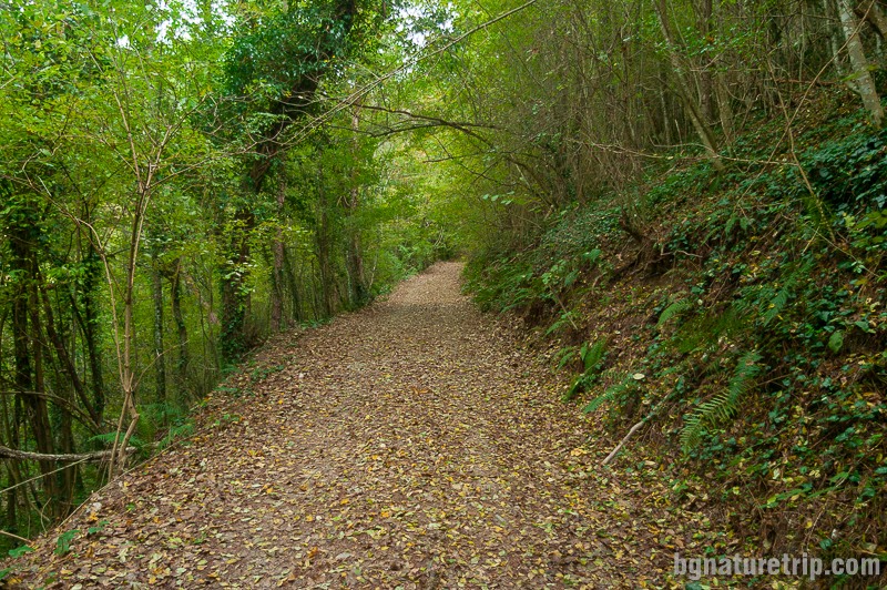 Пътеката към Индипасха - досущ като тропическа гора - с множество лиани, папрати и растението с големите листа - източен лопох