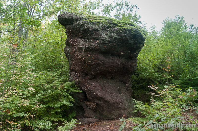 Най-забележителната скална гъба в местността "Камъка"
