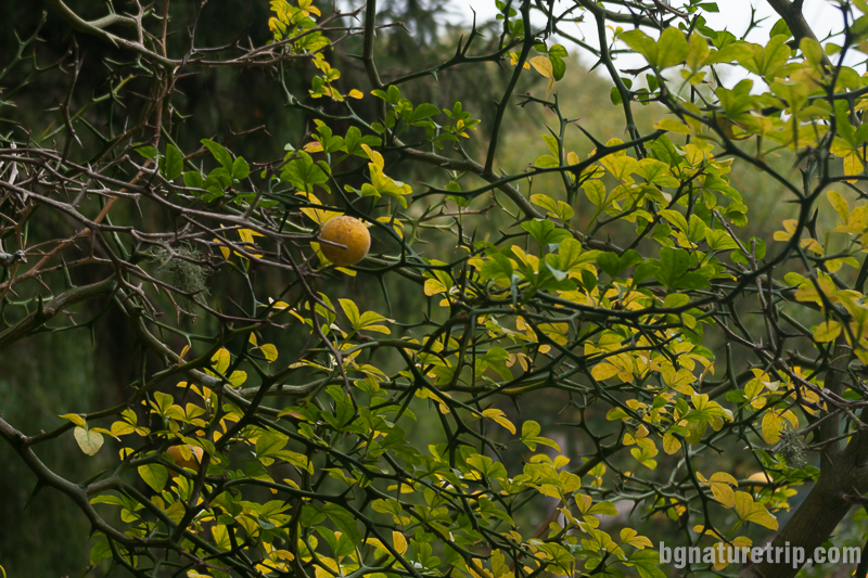 Див лимон в двора на ловния дом
