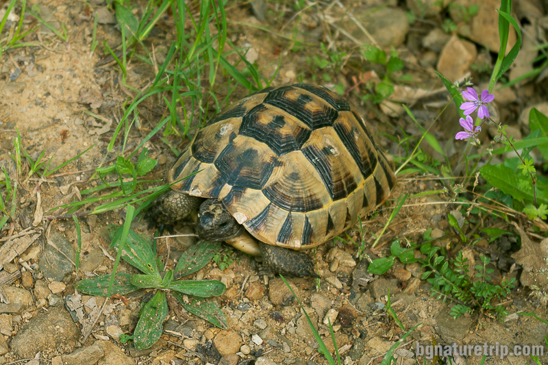Шипобедрена костенурка ( testudo graeca)