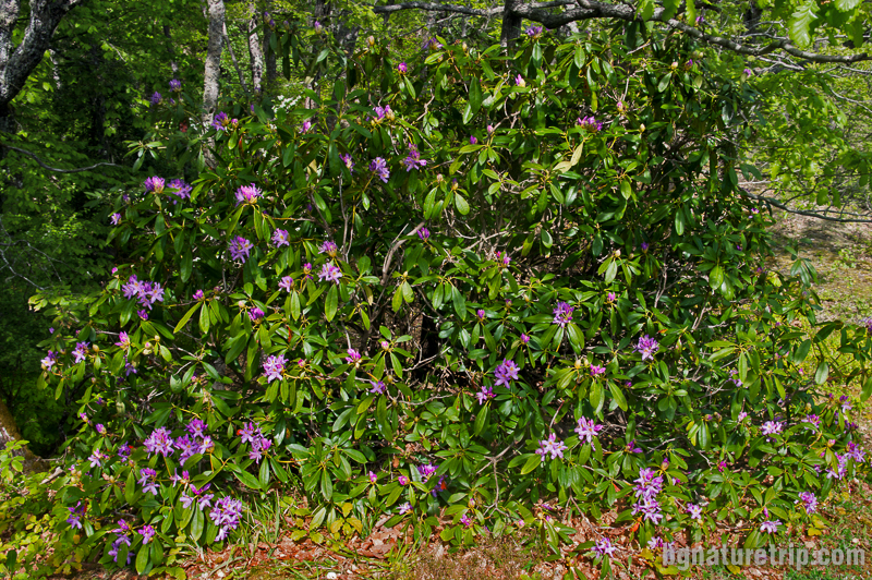 Храст Странджанска зеленика (Rhododendron ponticum) край Райков вир, Кости