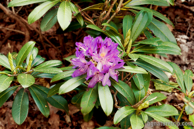 Странджанска зеленика - (Rhododendron ponticum)
