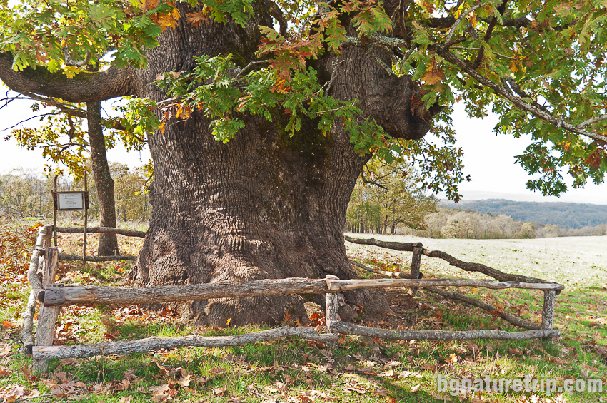 Най-старото живо дърво в Странджа - дъб благун на 970 години до Заберново