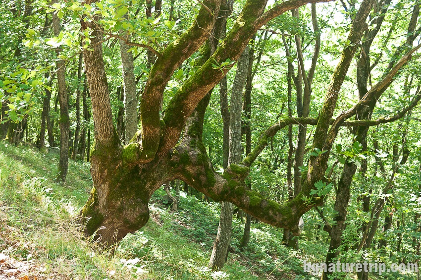 Едно от вековните дървета по маршрута Бродилово - Ахтопол