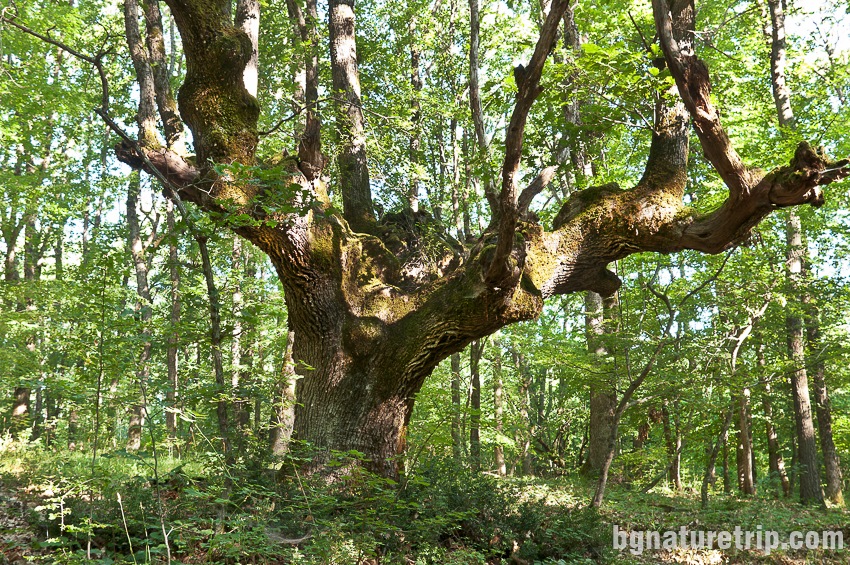 Бродилово - вековно дърво