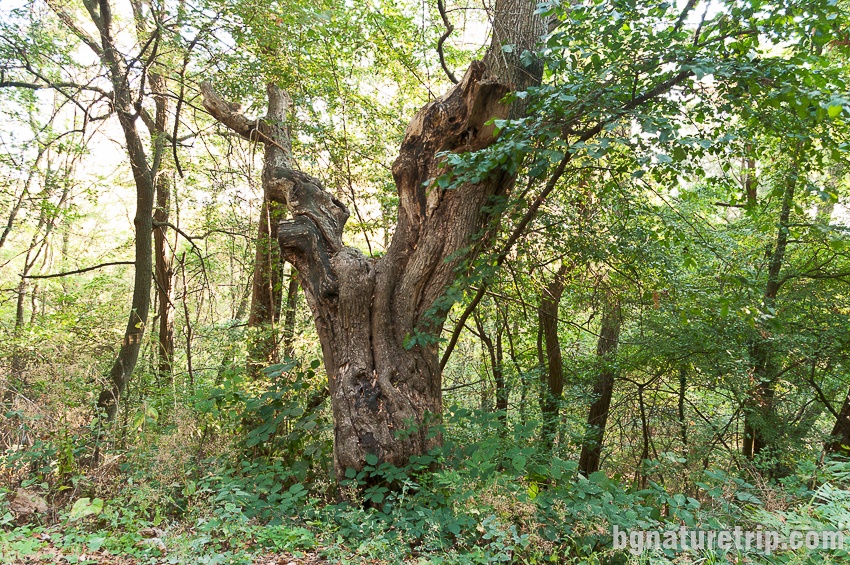 Вековно дърво по екопътеката "Калето" край Обзор