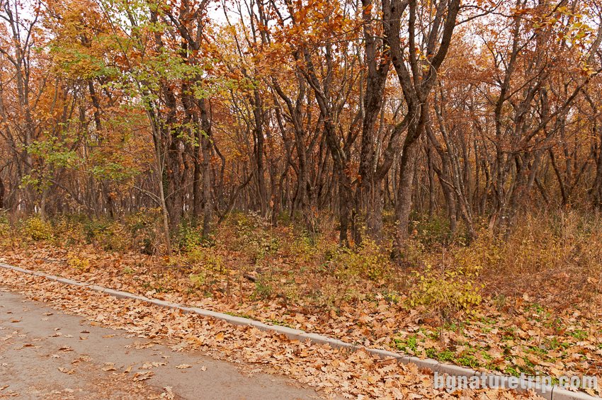 Есенна гора в Парк Росенец