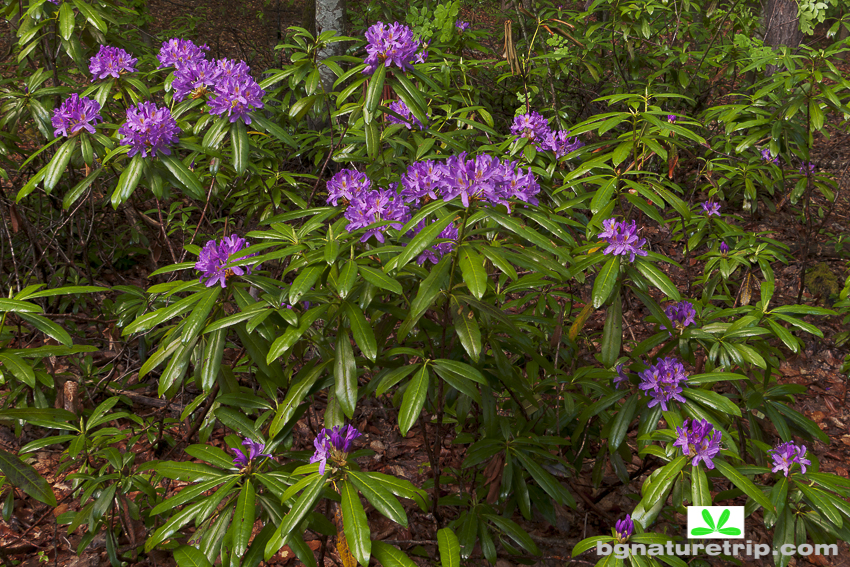 Странджанска зеленика (Rhododendron ponticum)