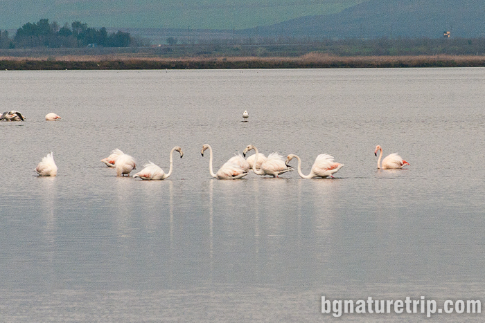 Розово фламинго при Поморийско езеро