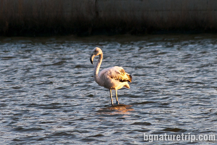 Бяло фламинго при Поморийско езеро